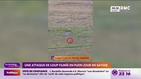 Une attaque de loup filmée en plein jour en Savoie