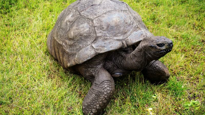 Une tortue sur l'île de Sainte-Hélène en 2017 (photo d'illustration). 
