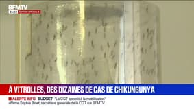 154 Cas de chikungunya en France continentale
