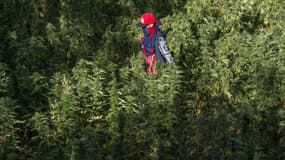 Un champ de cannabis dans la vallée du Rif au Maroc en 2017