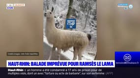 Haut-Rhin: le lama Ramsès est rentré sain et sauf chez sa propriétaire