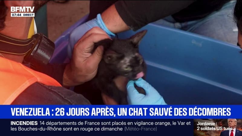 Venezuela: un chat sauvé des décombres, 26 jours après le double séisme