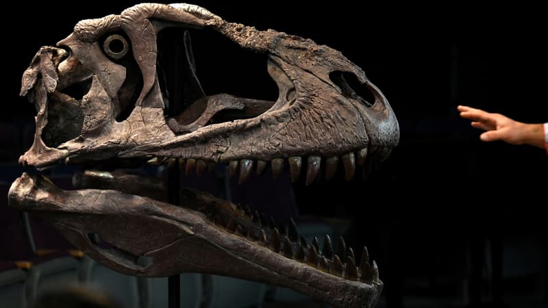 Les restes d'un nouveau dinosaure géant ont été découverts en Argentine