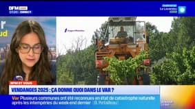 BFM Var et vous: le point sur les vendanges 2025