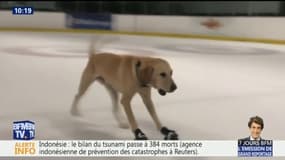 Elle recueille un labrador et lui apprend le patinage sur glace