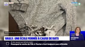 Vaulx-en-Velin: une école fermée à cause de la présence de rats