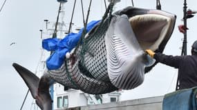 Une des deux baleines capturées