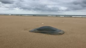 Hausse du nombre de méduses échouées sur les plages de la Côte d'Opale