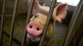 L'un des cochons élevés par l'université de Californie pour ses recherches.