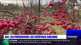 Provence: ils préservent les végétaux anciens de la région