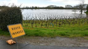 Des vignes inondées par la crue de la rivière Vienne, à Chinon (Indre-et-Loire) le 31 mars 2024 (illustration). 