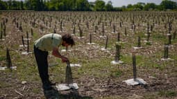 La forêt de Maubuisson compte déjà 700.000 arbres plantés.