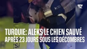 Aleks, le chien sauvé après être resté coincé 23 jours sous les décombres en Turquie