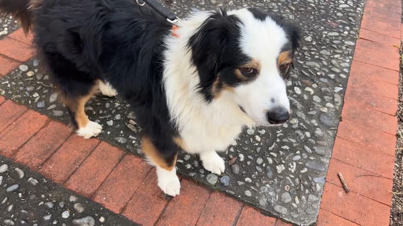 Alpes-de-Haute-Provence: des chiens empoisonnés, notamment près des truffières