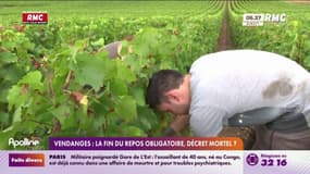 Vendanges: fin du repos obligatoire le dimanche en Champagne, les syndicats dénoncent le "danger" pour les travailleurs