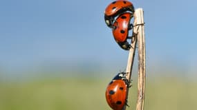 Un nuage de coccinelles a été enregistré sur un radar américain. 