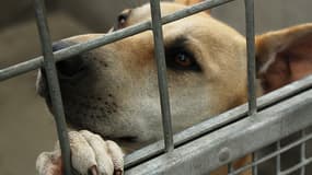 Le président de la SPA Jacques-Charles Fombonne lance une pétition en ligne pour demander au gouvernement "l'interdiction de la vente en animalerie".