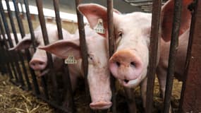 Des porcs dans un élevage à Wambrechies (Nord), le 28 juillet 2010. (Photo d'illustration)