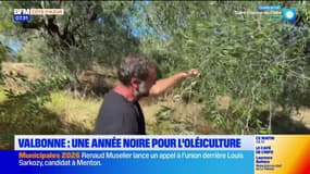Valbonne : la saison des olives s'annonce catastrophique, les oléiculteurs inquiets