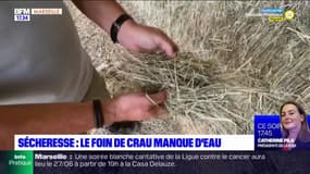 Sécheresse : le foin de la Crau manque d'eau 