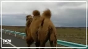 En Chine, des chameaux s'offrent une balade sur l'autoroute