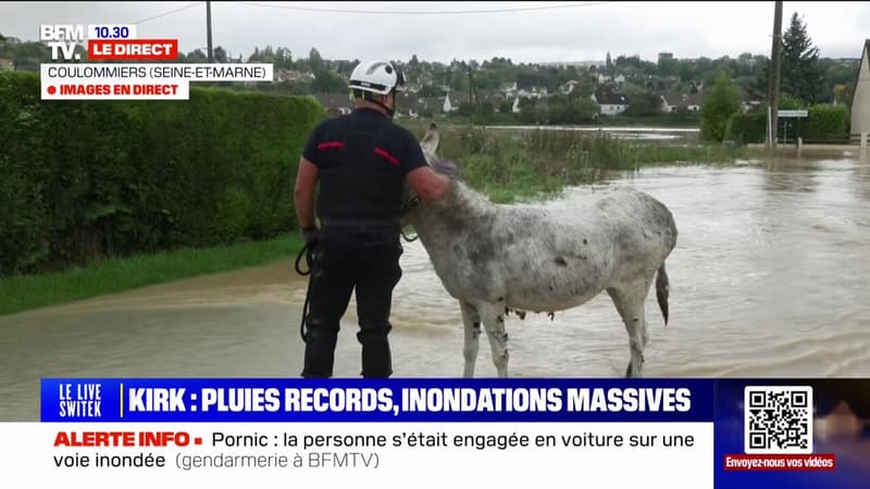 Seine-et-Marne: un âne terrorisé, pris au piège dans les eaux, rassuré et évacué par les pompiers