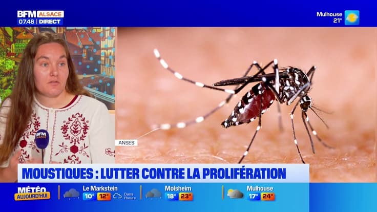 L'invitée de Bonjour Alsace du lundi 15 septembre 2025 - Marion Clerc