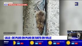 Lille: de plus en plus de rats en ville
