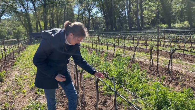 Bouches-du-Rhône: cette viticultrice de Rognes perd 30% de sa récolte à cause du gel