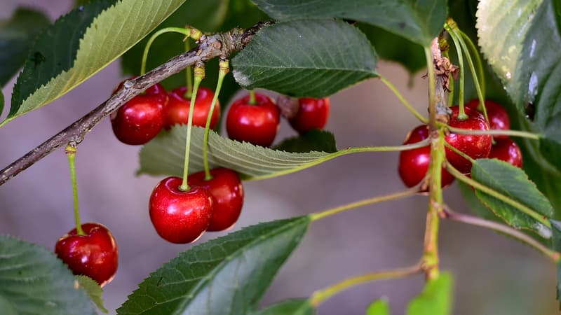 Des cerises (Photo d'illustration).