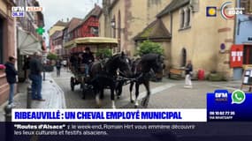 Ribeauvillé: un cheval employé municipal de la commune