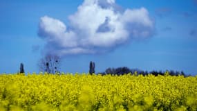 Un champ de colza en fleurs, le 6 mai 2016 à Saint-Philbert-sur-Risle, en Normandie