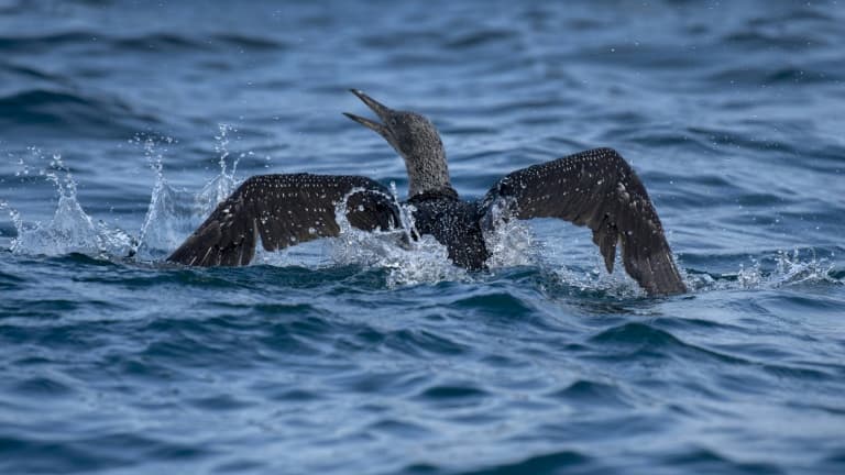 Un Fou de Bassan touché par la grippe aviaire près de l'île bretonne du Rouzic, dans l'archipel des Sept-îles le 15 septembre 2022