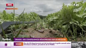 Des récoltes ravagées