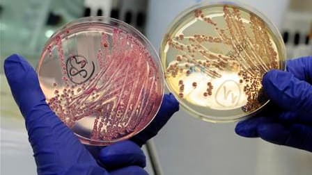 Les recherches piétinent sur l'origine de la contamination liée à la bactérie E. coli. Après avoir incriminé à tort des concombres importés d'Espagne, les autorités de Hambourg, épicentre de l'épidémie qui a fait 23 morts et contaminé 2.400 personnes dans