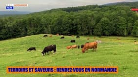 Terroirs et saveurs : rendez-vous en Normandie