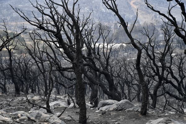 Forêt carbonisé près d'El Tarf. 