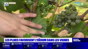 Avec les pluies fréquentes, les vignerons inquiets face aux maladies fongiques