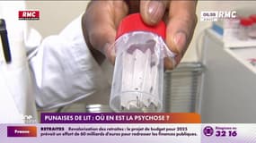 Punaises de lit : Où en est la psychose? 