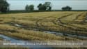 Agriculteurs du Sud : Bertrand MAZEL, riziculteur en Région Sud et fier de l'être