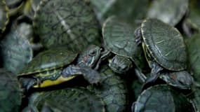 Des tortues (photo d'illustration)