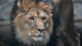 Un lion d'Afrique au zoo d'Ekaterinbourg, en Russie, le 16 juin 2018. 
