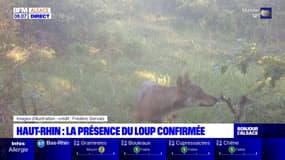 Haut-Rhin: la présence du loup confirmée dans le sud du massif vosgien