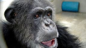Cheetah le chimpanzé, covedette des films de la série "Tarzan" dans les années 1930 avec Johnny Weissmuller, est mort en Floride à 80 ans environ, ce qui en faisait l'un des plus vieux singes de son espèce. /Photo diffusée le 28 décembre 2011/REUTERS/The