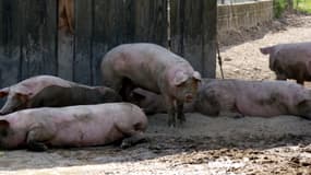 Des porcs dans une ferme de Bourgogne, juillet 2012