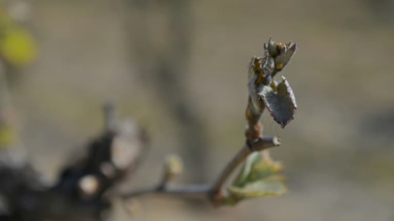 Un bourgeon sur un pied de vigne grillé par le gel à Parcay-Meslay (Indre-et-Loire), le 9 avril 2021