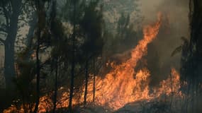Une forêt en flammes près de Louchats, à environ 35 km de Landiras (Gironde), le 18 juillet 2022