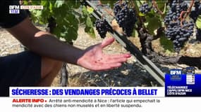 Alpes-Maritimes: des vendanges précoces à Bellet à cause de la sécheresse