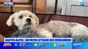 Hautes-Alpes: un couple de Rhodaniens et son chien attaqués par un patou