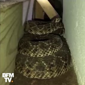 Il retrouve plusieurs dizaines de serpents à sonnette sous sa maison